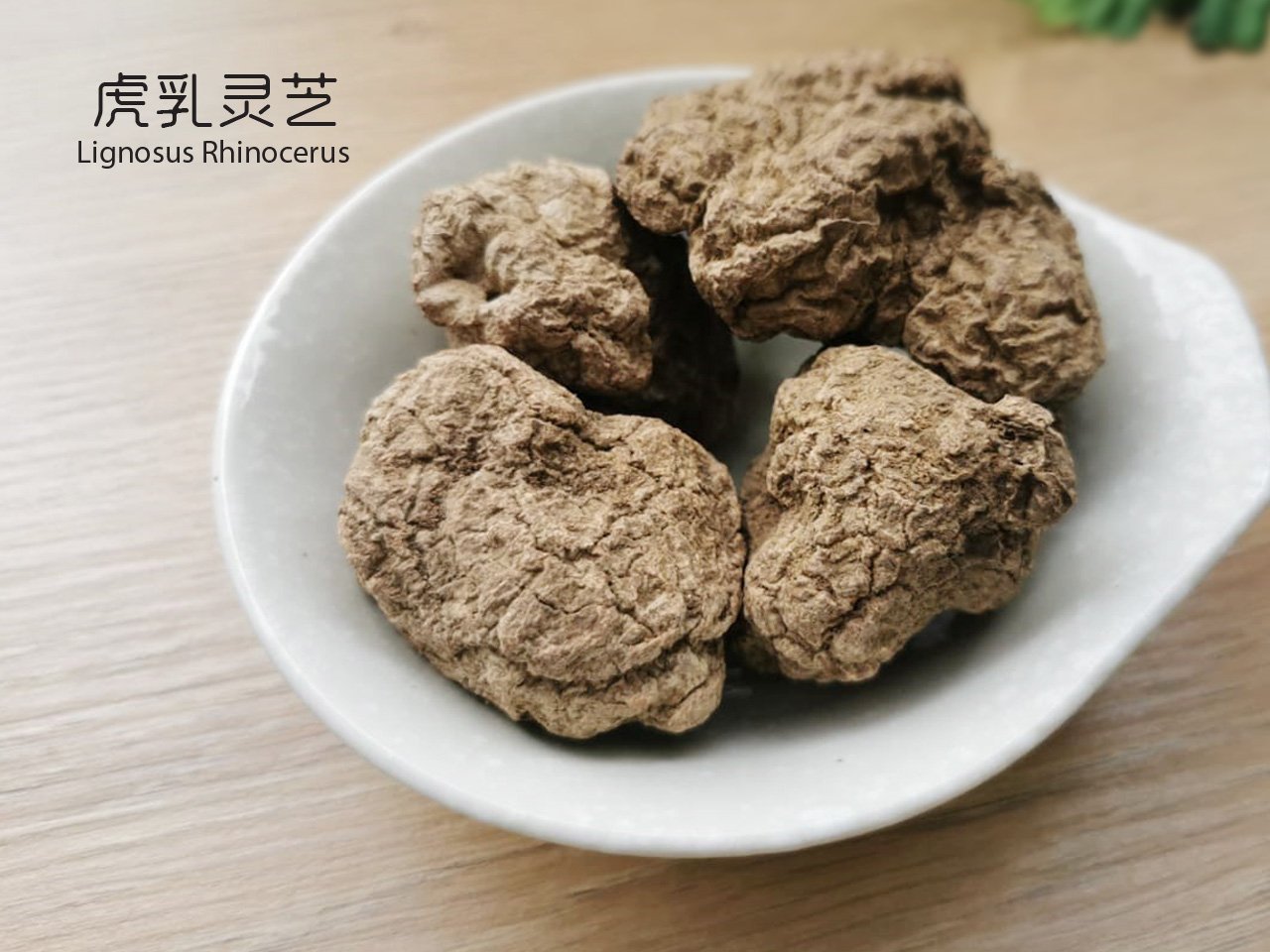 虎乳灵芝 || Lignosus Rhinocerus - Food Art Store